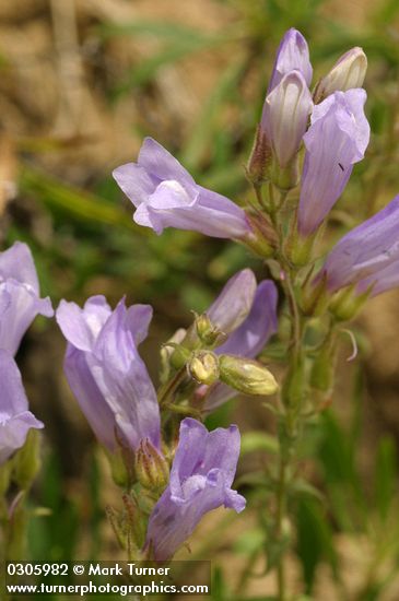 Penstemon fruticosus var. scouleri