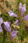 Shrubby Penstemon blossoms