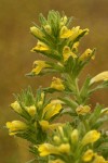 Yellow Parentucellia blossoms & foliage