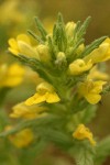 Yellow Parentucellia blossoms detail