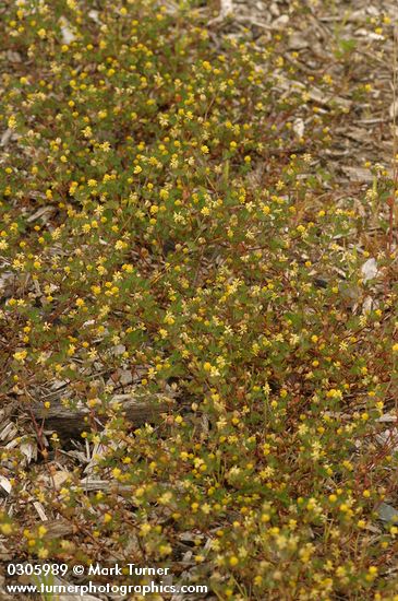 Trifolium dubium