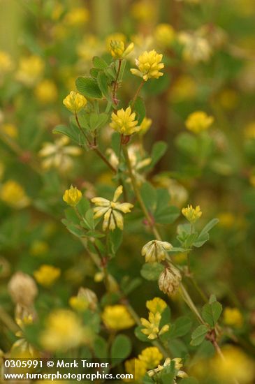 Trifolium dubium