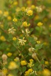 Small Hop Clover blossoms & foliage detail