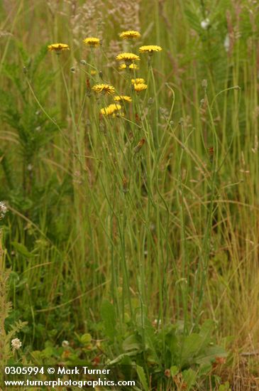 Hypochaeris radicata