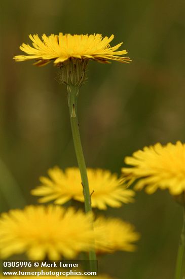 Hypochaeris radicata