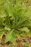 Hairy Cat's Ear basal leaves detail