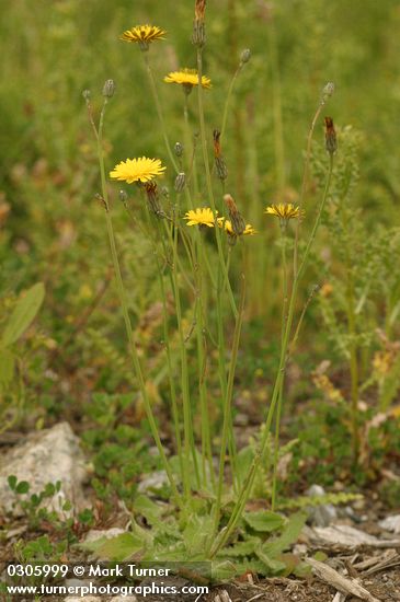 Hypochaeris radicata