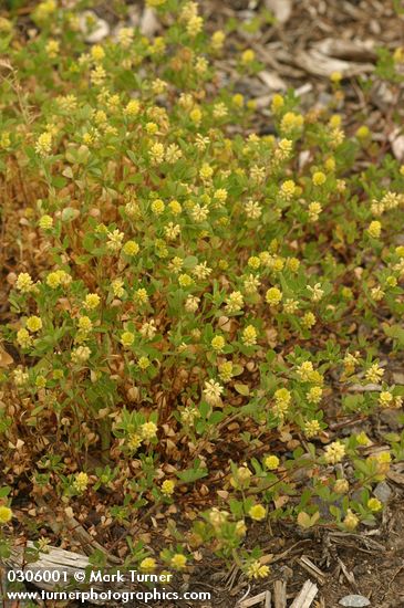 Trifolium campestre (T. procumbens)