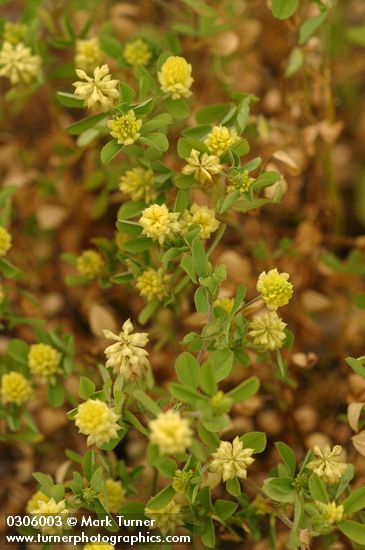 Trifolium campestre (T. procumbens)