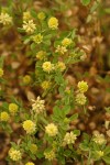 Field Clover blossoms & foliage detail