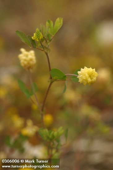 Trifolium campestre (T. procumbens)