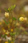 Field Clover blossoms & foliage detail