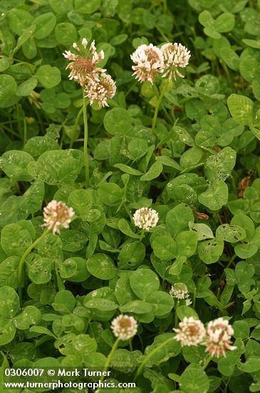 Trifolium repens