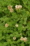 White Clover