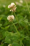 White Clover blossoms & foliage