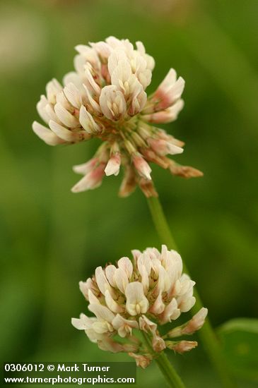 Trifolium repens