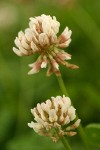 White Clover blossoms detail