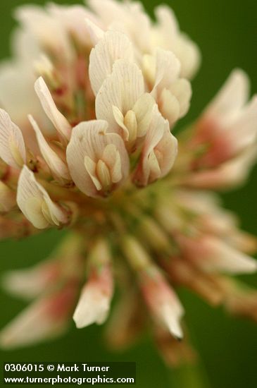 Trifolium repens