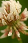 White Clover blossom extreme detail