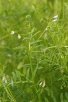 Hairy Vetch