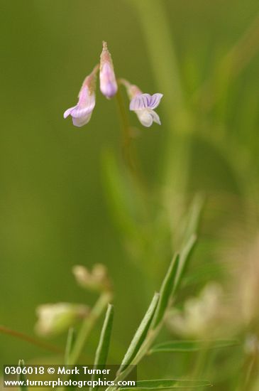 Vicia hirsuta