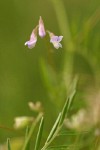 Hairy Vetch blossoms & foliage detail