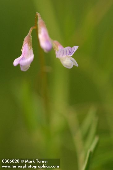 Vicia hirsuta