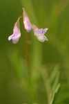 Hairy Vetch blossoms detail