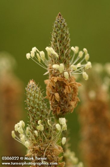 Plantago lanceolata