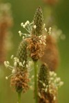 English Plantain blossoms detail