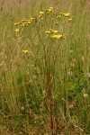 Smooth Hawksbeard