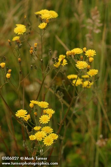 Crepis capillaris