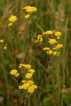 Smooth Hawksbeard blossoms