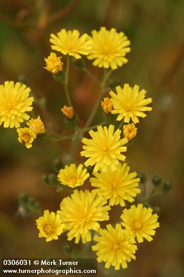 Crepis capillaris