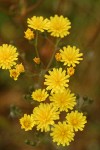 Smooth Hawksbeard blossoms detail