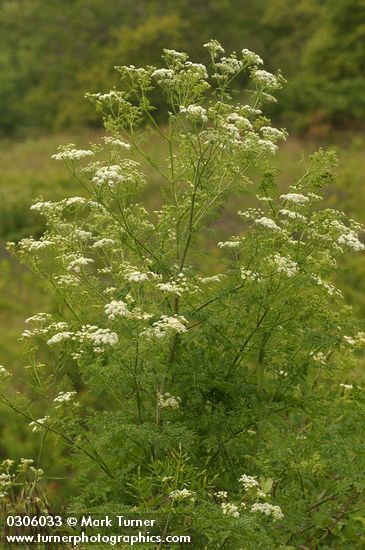 Conium maculatum