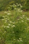 Poison Hemlock