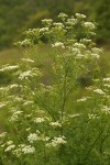 Poison Hemlock