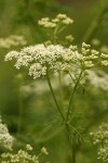 Poison Hemlock blossoms & foliage detail