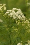 Poison Hemlock blossoms detail