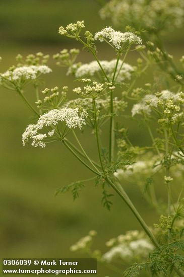 Conium maculatum