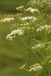 Poison Hemlock blossoms & foliage detail