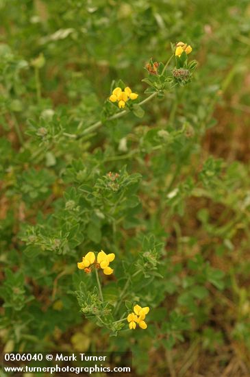 Lotus corniculatus