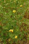 Bird's-foot Trefoil