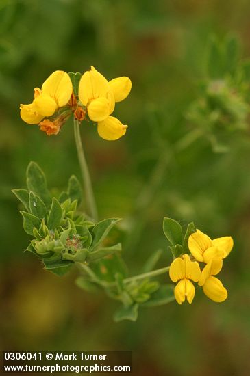 Lotus corniculatus