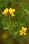 Bird's-foot Trefoil blossoms & foliage detail