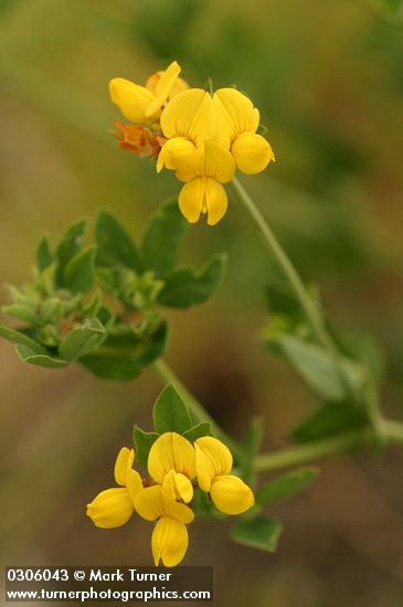 Lotus corniculatus