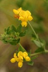 Bird's-foot Trefoil blossoms & foliage detail