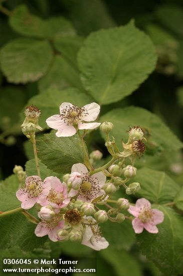 Rubus discolor