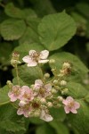 Himalayan Blackberry blossoms & foliage